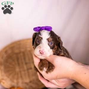 Honey, Bernedoodle Puppy